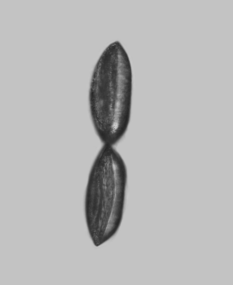 Pollen de Polygonatum multiflorum -Sceau-de-Salomon #70267