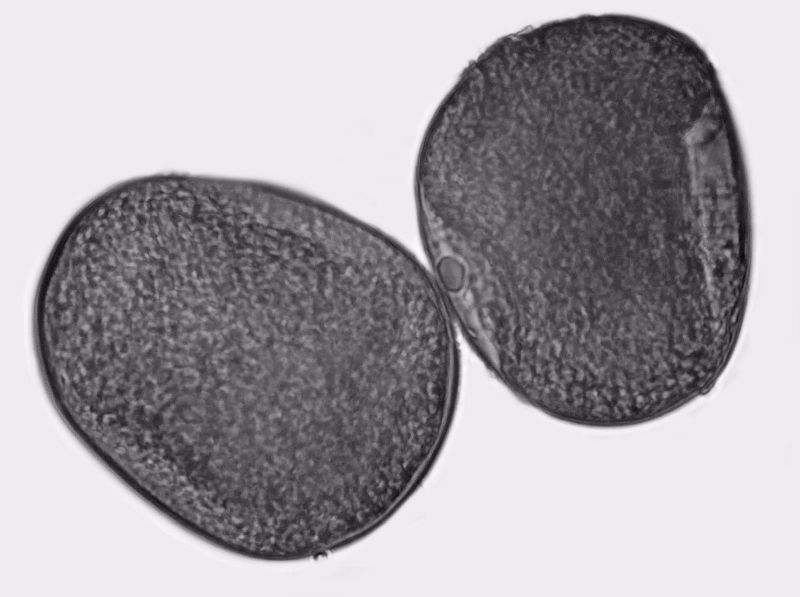 Pollen de Zea mays - Pollen de maïs #71555