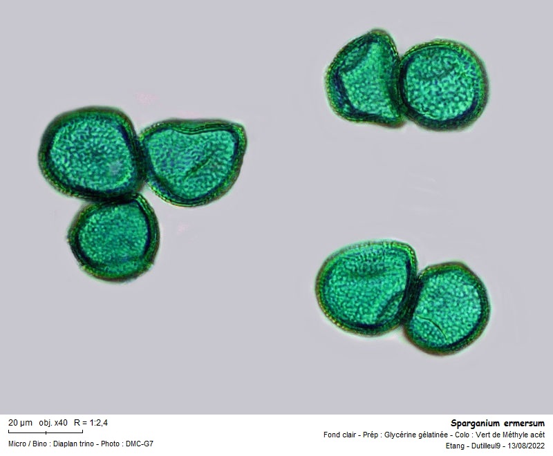 Pollen de Sparganium - Rubanier #71669