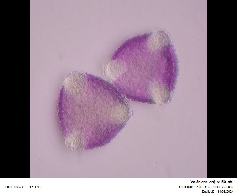 Pollen de Valeriana officinalis L. #79180