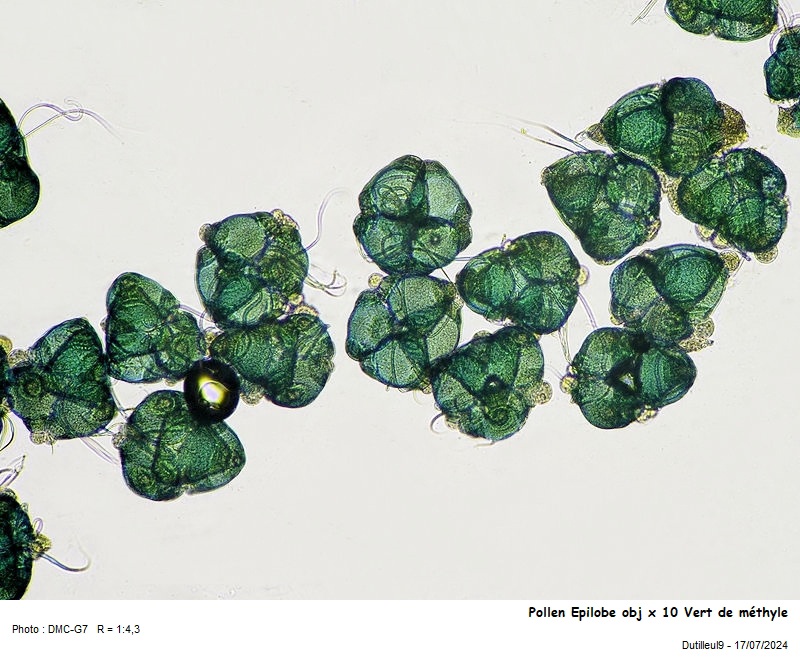 Pollen de Epilobium hirsutum L. #79488