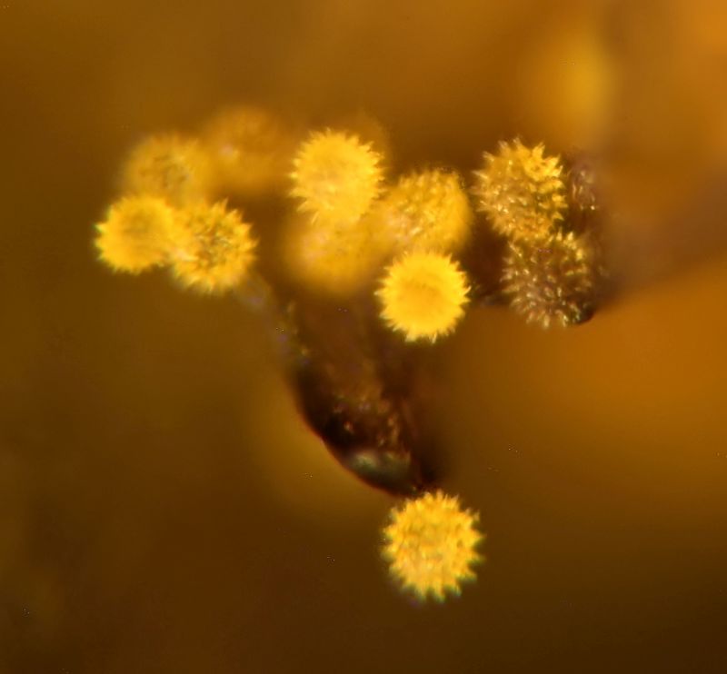 Pollen de Bidens cernua - Bidens penché #72321