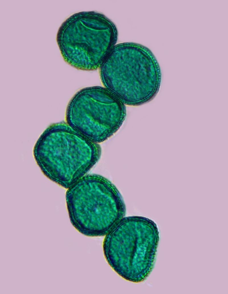 Pollen de Sparganium - Rubanier #71674