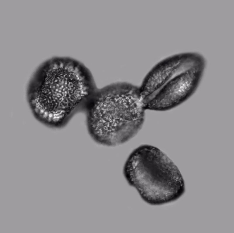 Pollen de Sparganium - Rubanier #71673