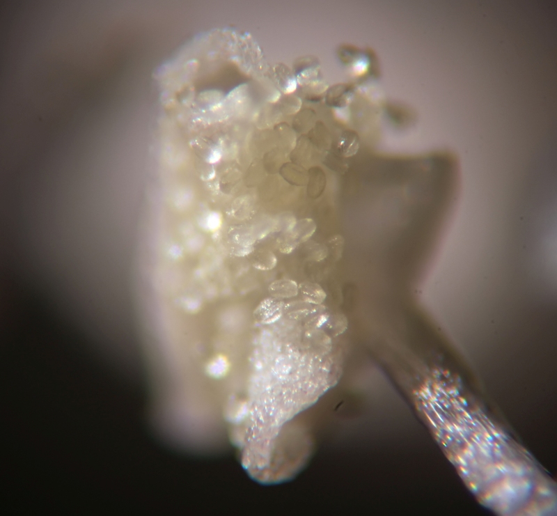 Pollen de Valeriana officinalis L. #79181