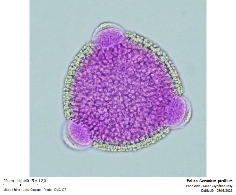 Pollen de Geranium pusillum L. #74779