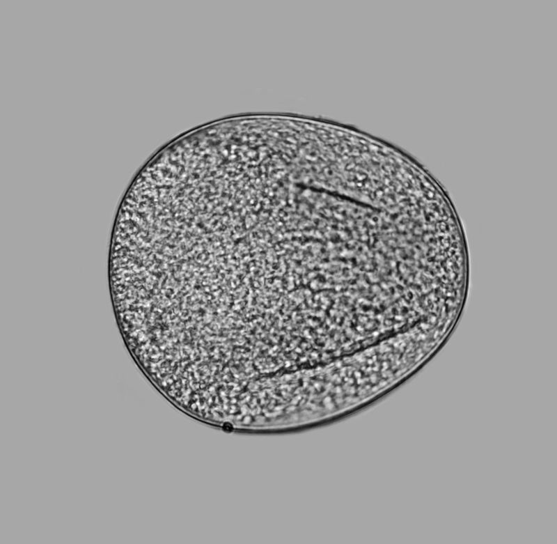 Pollen de Zea mays - Pollen de maïs #71560