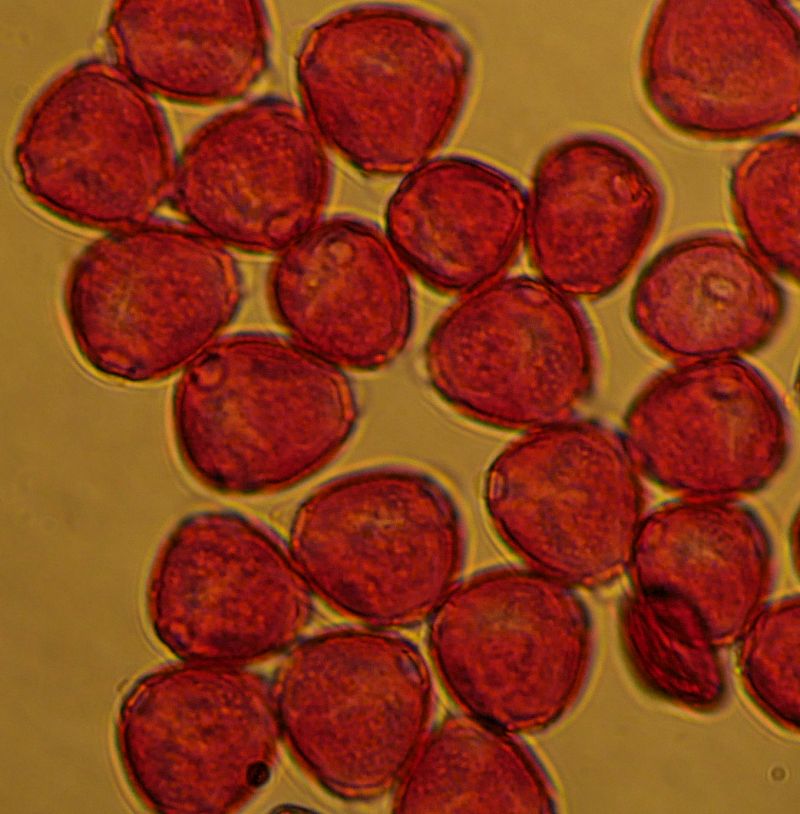 Pollen de Rhamnus cathartica #70446
