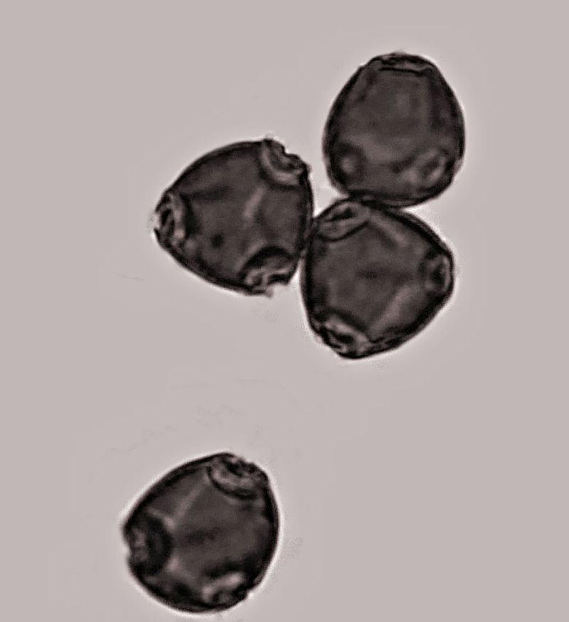 Pollen de Rhamnus cathartica #70443