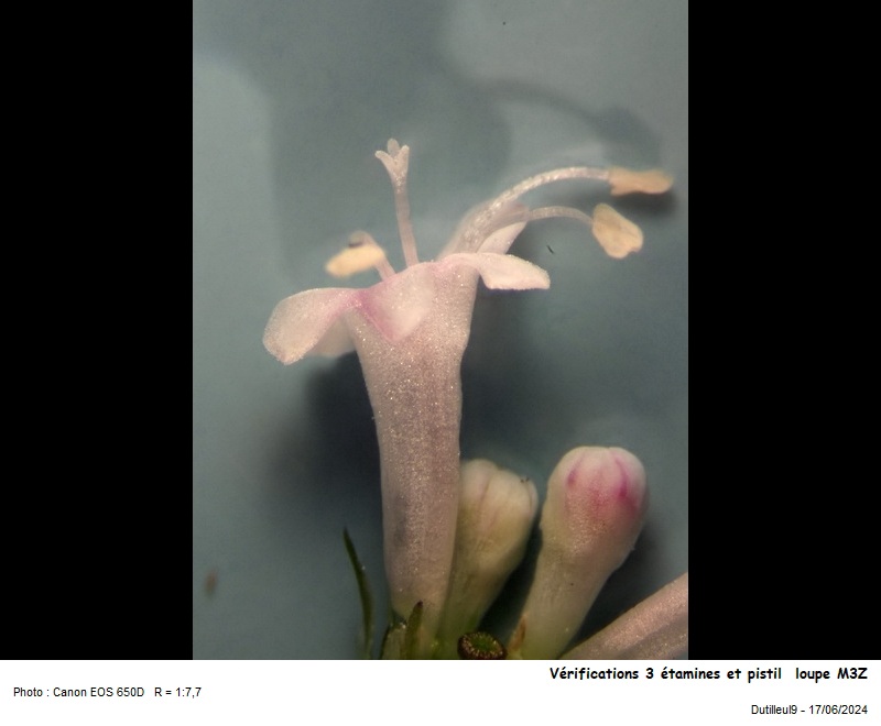 Pollen de Valeriana officinalis L. #79185