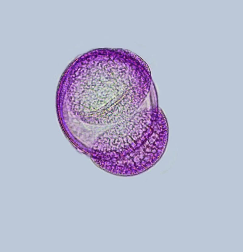 Pollen de Prunella vulgaris #75391