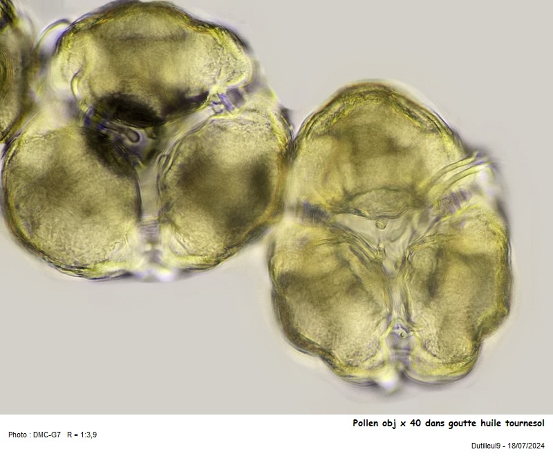Pollen de Epilobium hirsutum L. #79487