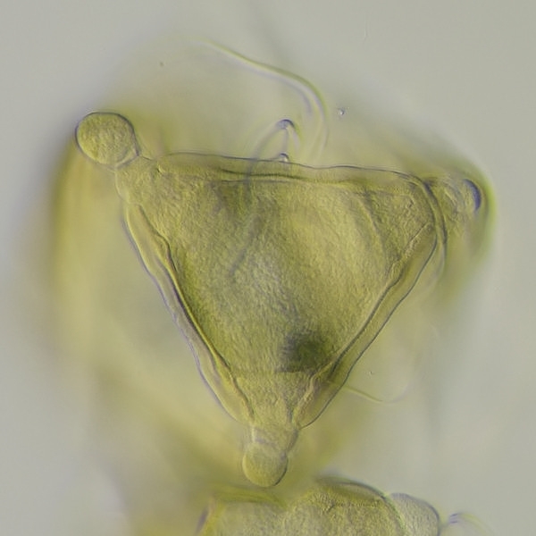 Pollen de Epilobium hirsutum L. #79494