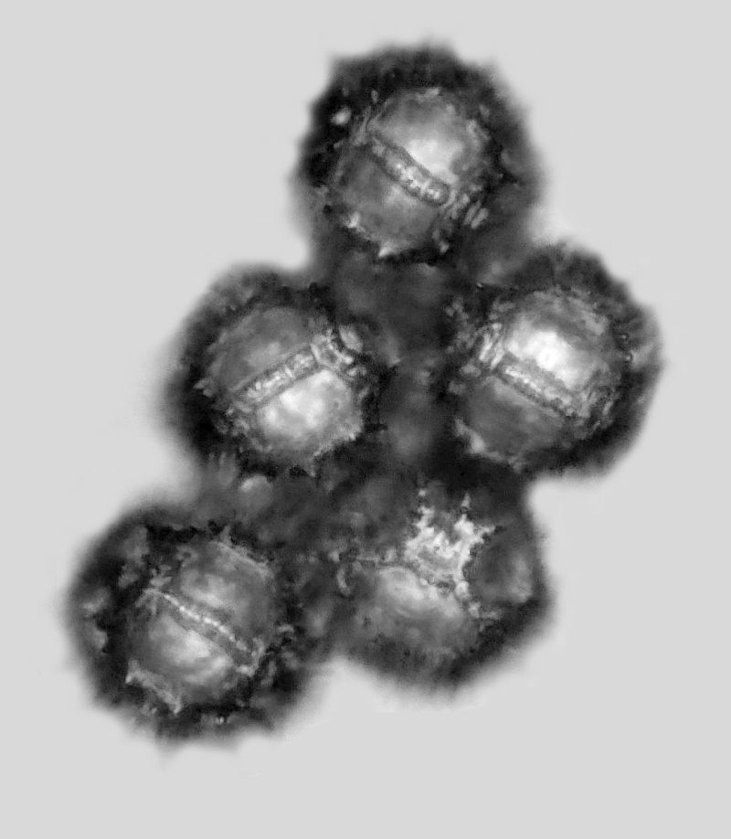 Pollen de Hypochaeris radicata L. #70892