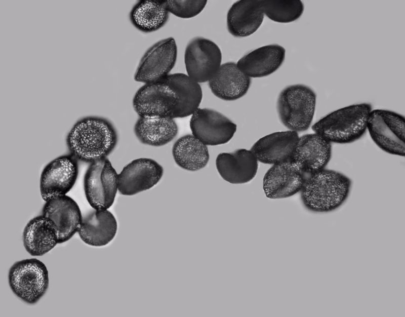 Pollen de Sparganium - Rubanier #71670