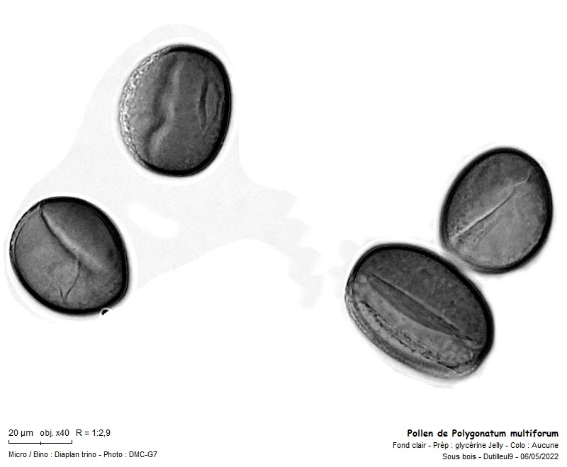 Pollen de Polygonatum multiflorum -Sceau-de-Salomon #70274