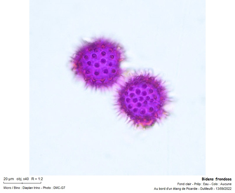 Pollen de Bidens frondosa #71981