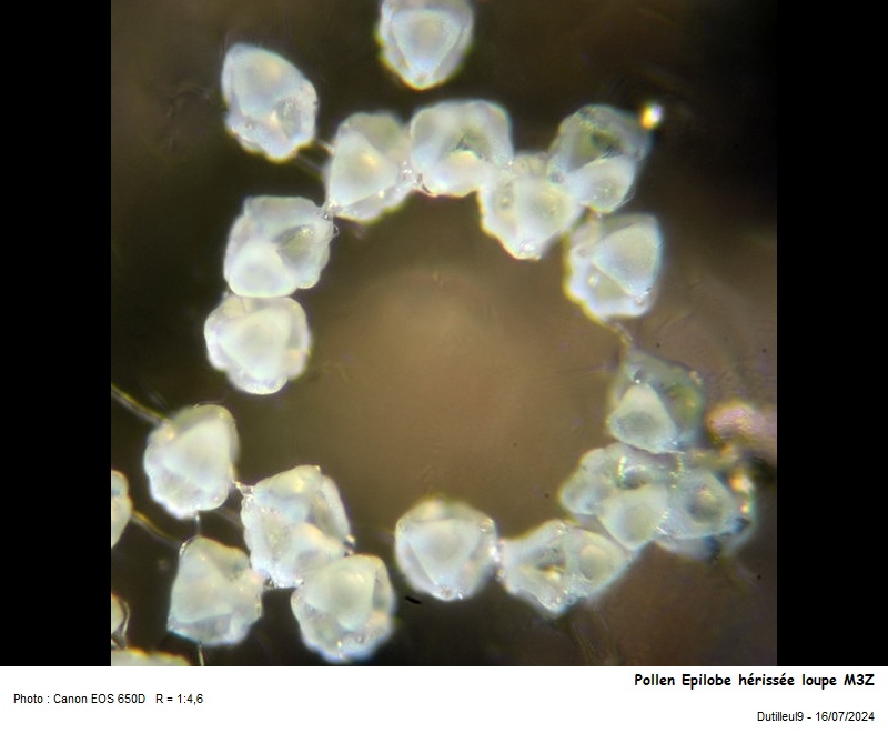 Pollen de Epilobium hirsutum L. #79490