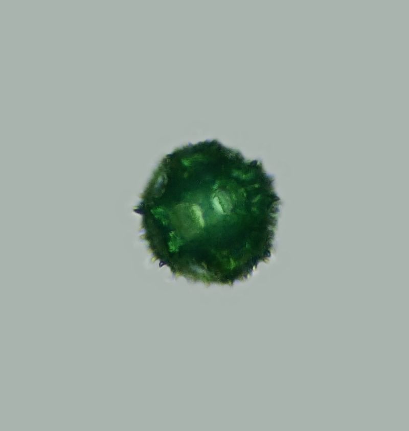 Pollen de Hypochaeris radicata L. #70891