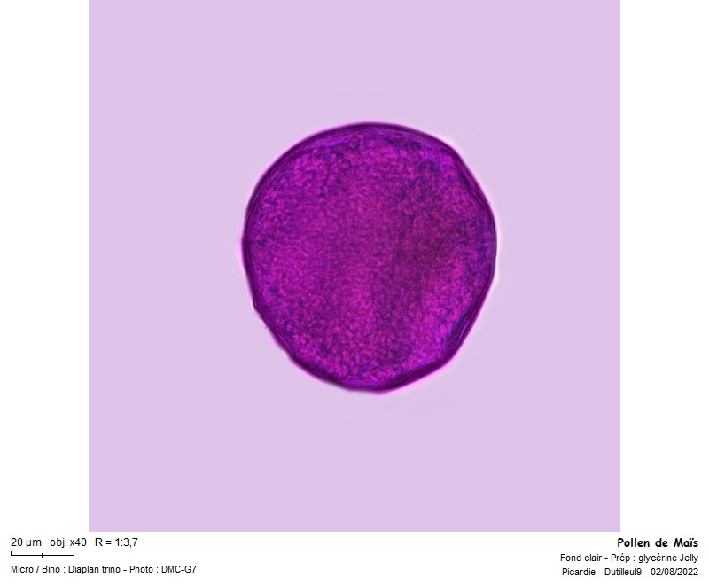 Pollen de Zea mays - Pollen de maïs #71553