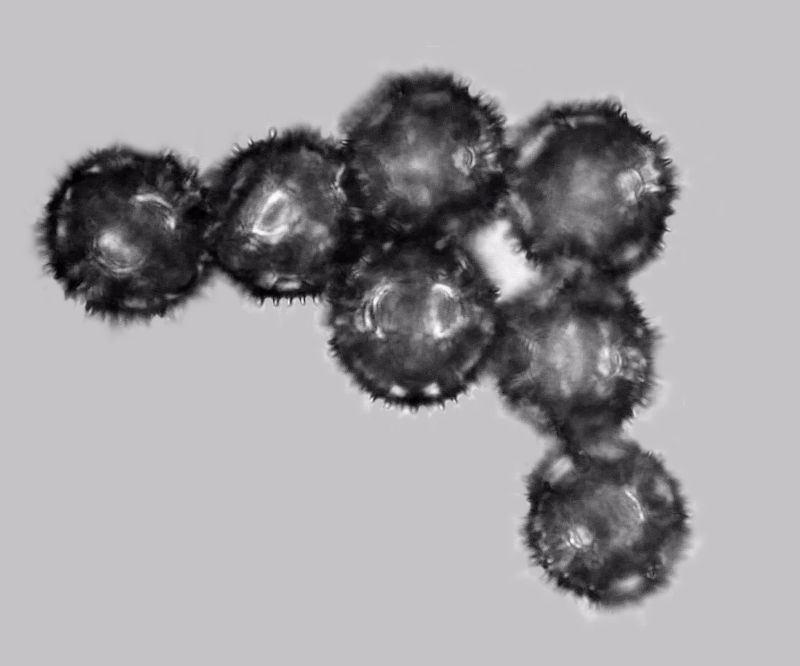 Pollen de Hypochaeris radicata L. #70889