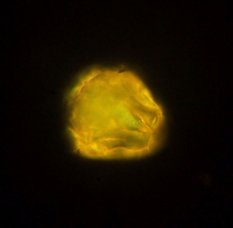 Pollen de Zea mays - Pollen de maïs #71563