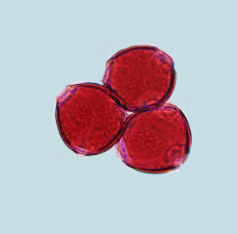 Pollen de Rhamnus cathartica #70444