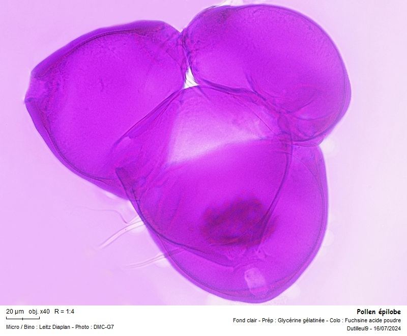 Pollen de Epilobium hirsutum L. #79491