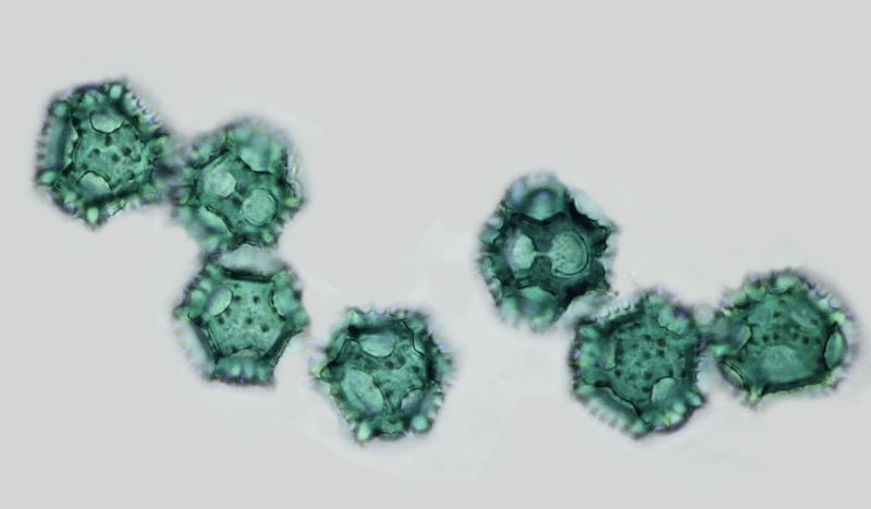Pollen de Hypochaeris radicata L. #70888