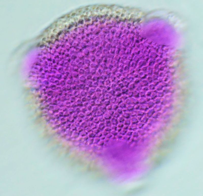 Pollen de Geranium pusillum L. #74780