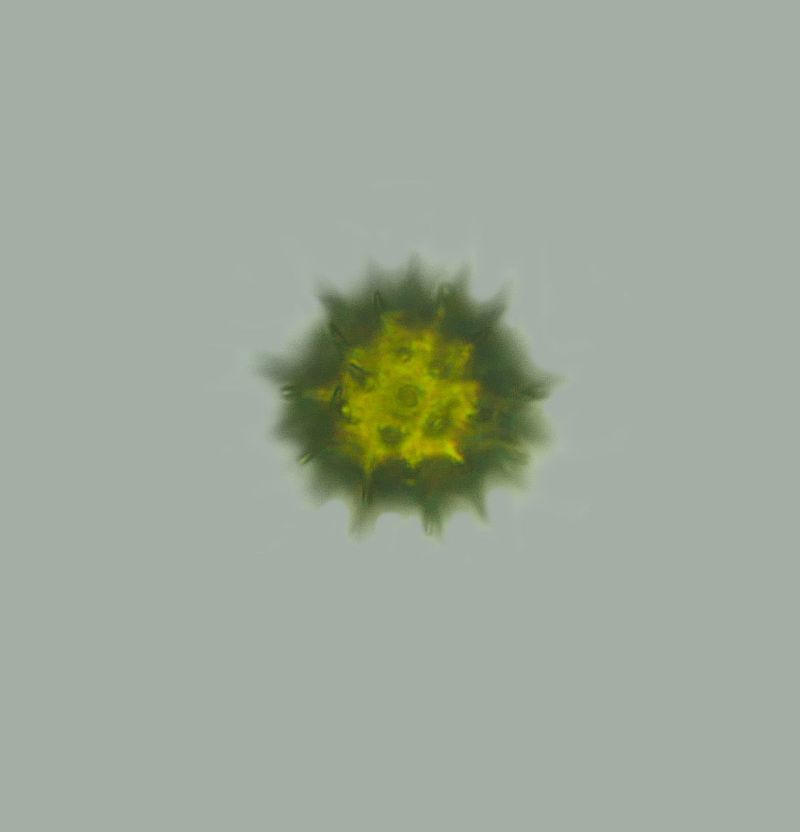 Pollen de Bidens cernua - Bidens penché #72320