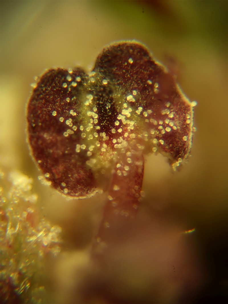 Pollen de Ulmus minor - Orme champêtre #79248