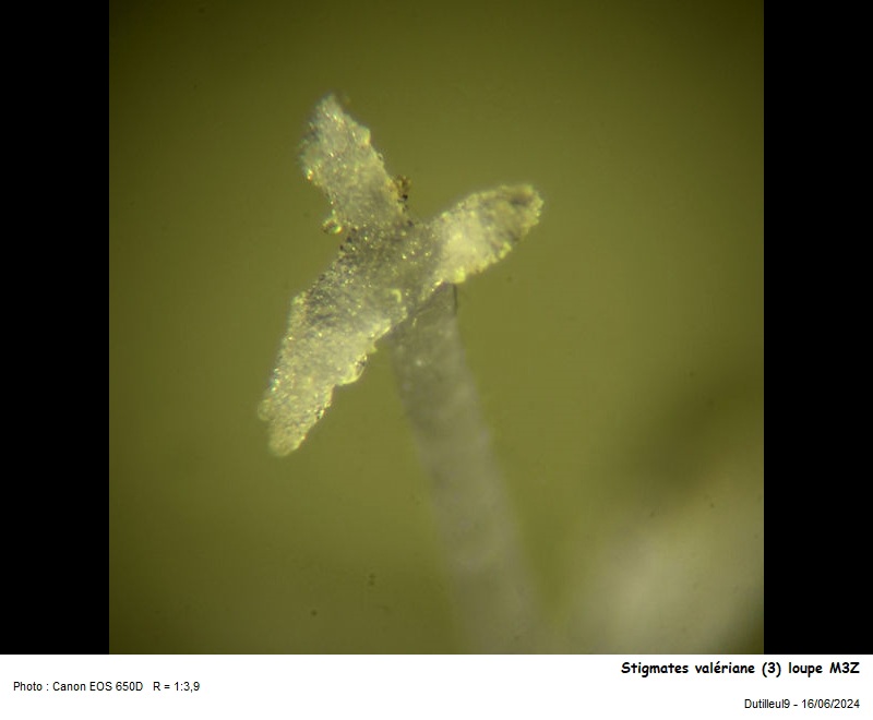 Pollen de Valeriana officinalis L. #79184