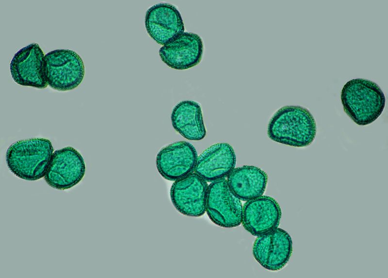 Pollen de Sparganium - Rubanier #71671