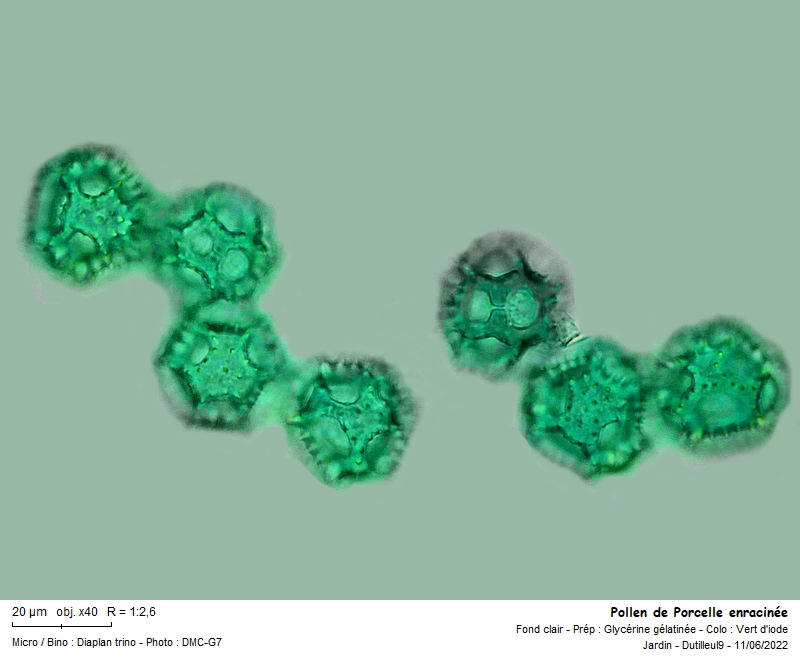 Pollen de Hypochaeris radicata L. #70893