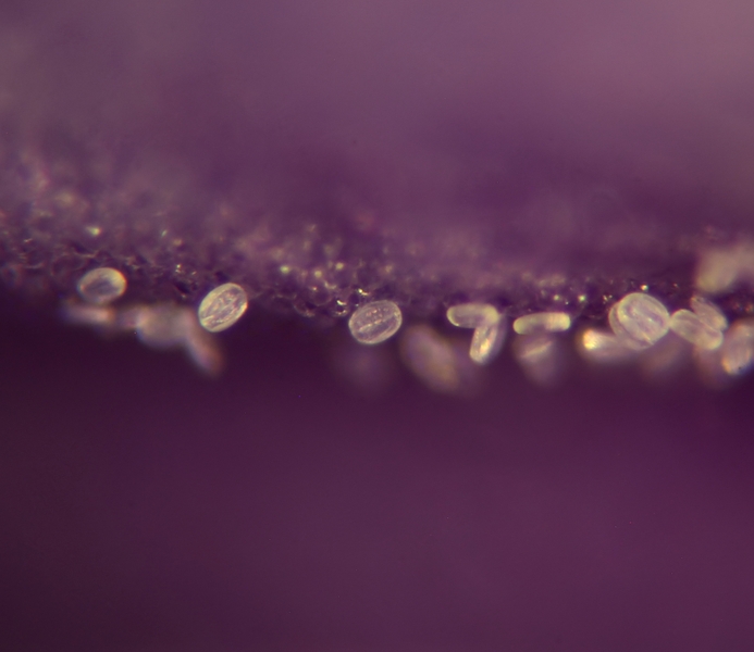 Pollen de Prunella vulgaris #75389