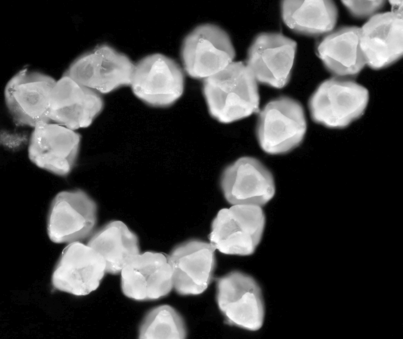 Pollen de Epilobium hirsutum L. #79495