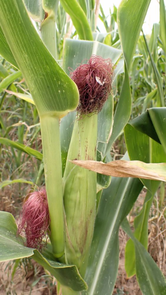 Pollen de Zea mays - Pollen de maïs #71558