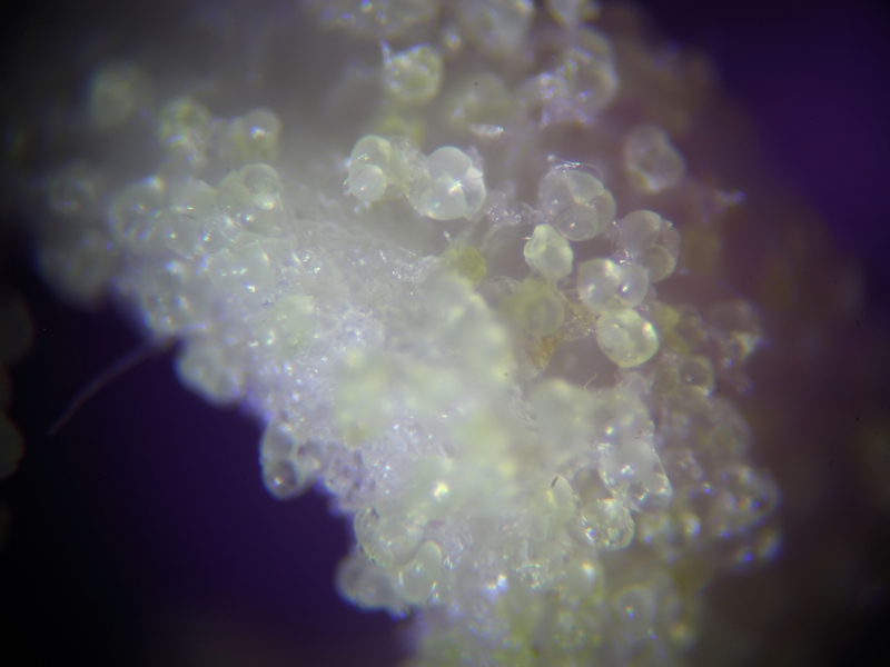 Pollen de Epilobium hirsutum L. #79492