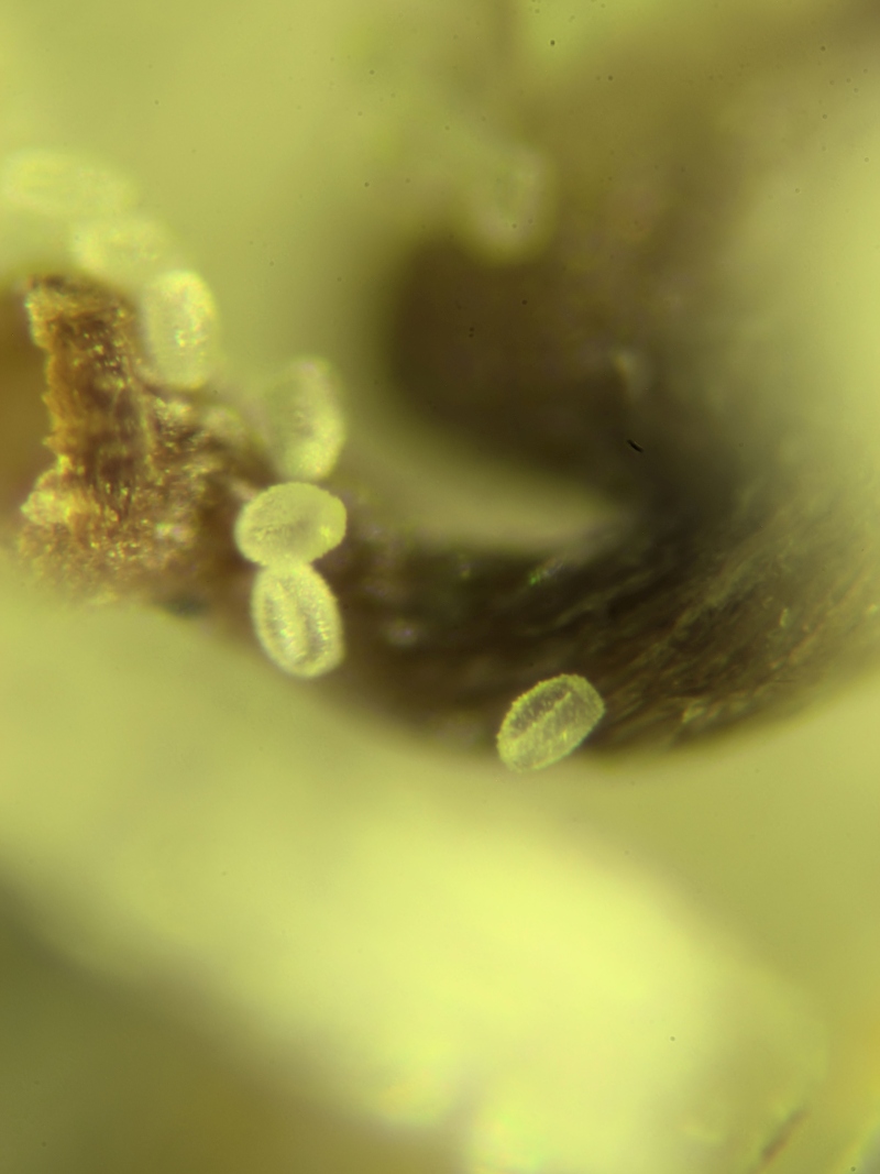 Pollen de Valeriana officinalis L. #79182