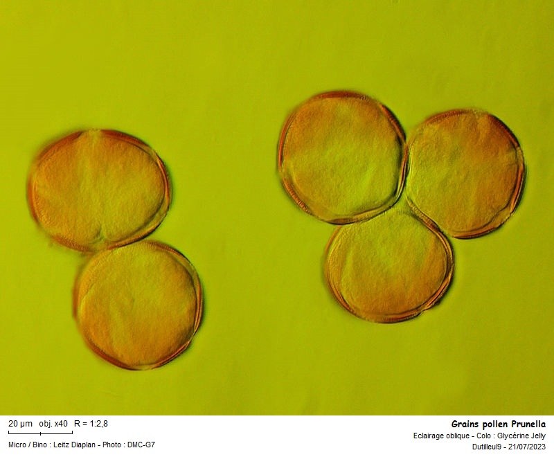 Pollen de Prunella vulgaris #75409