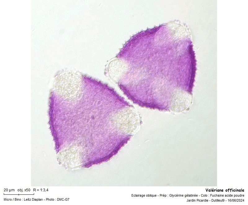 Pollen de Valeriana officinalis L. #79186