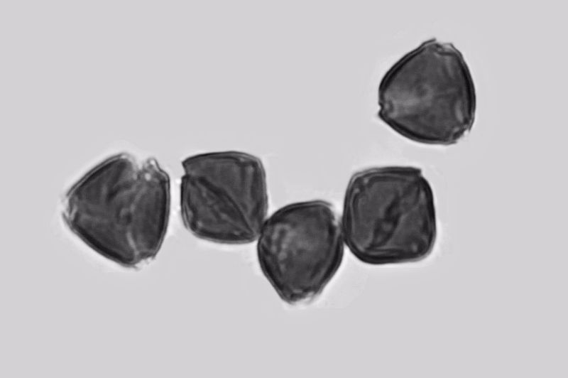 Pollen de Rhamnus cathartica #70447