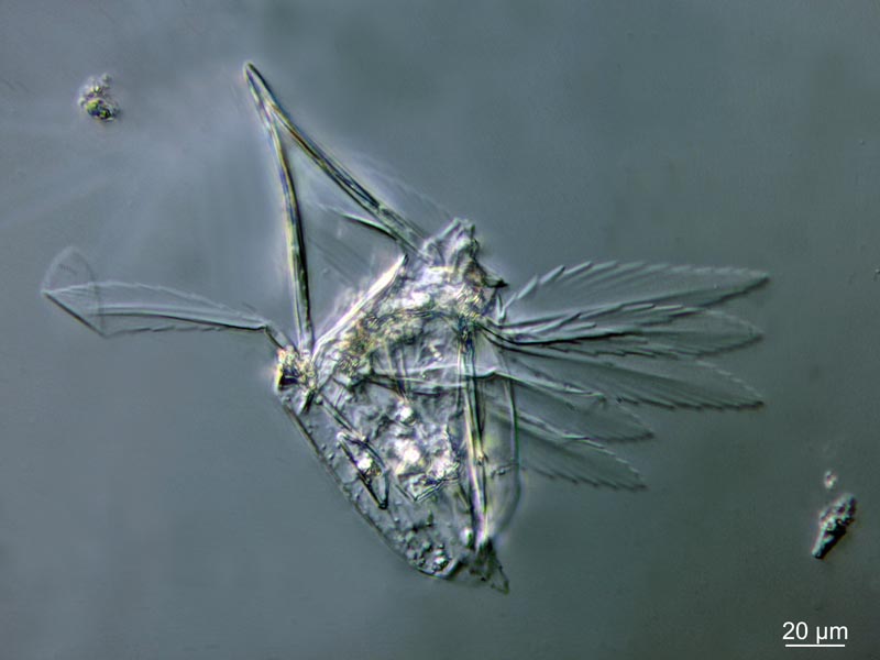 Polyarthra euryptera Wierzejski 1891, rotifère Synchetidae #51156
