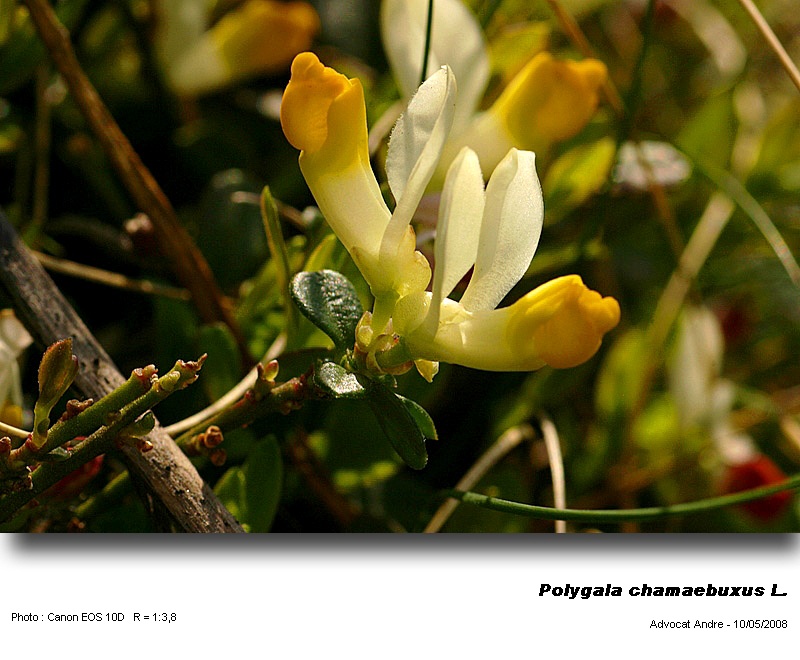 Polygala chamaebuxus L. (Polygale petit buis) #3793