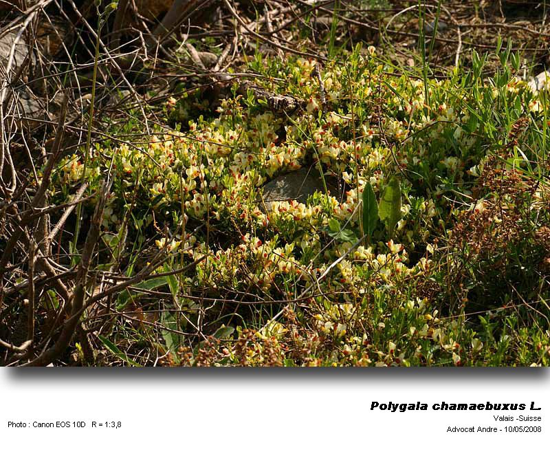 Polygala chamaebuxus L. (Polygale petit buis) #3791
