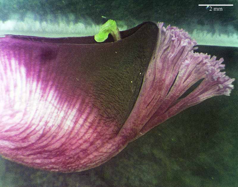 Polygala myrtifolia #49551