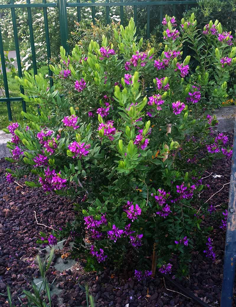 Polygala myrtifolia #49547