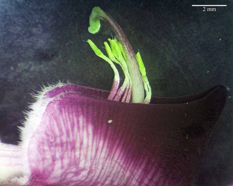 Polygala myrtifolia #49553