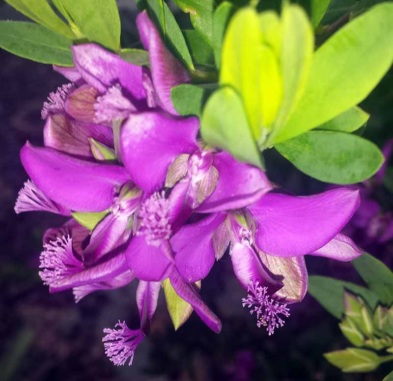 Polygala myrtifolia #49549